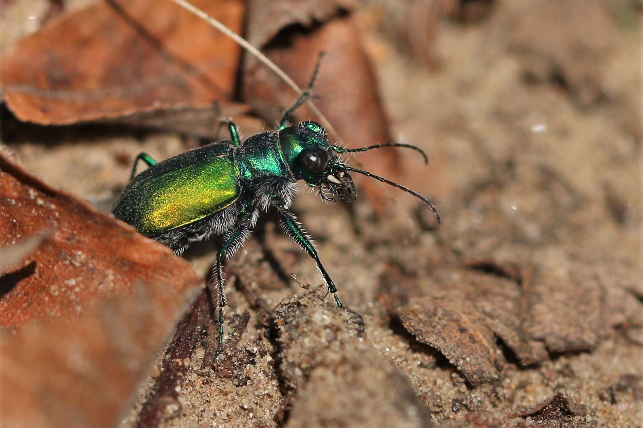 Image of Cicindela (Cicindela) scutellaris flavoviridis Vaurie 1950