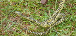 Image of Usambara Eyelash Viper