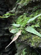Image of walking fern