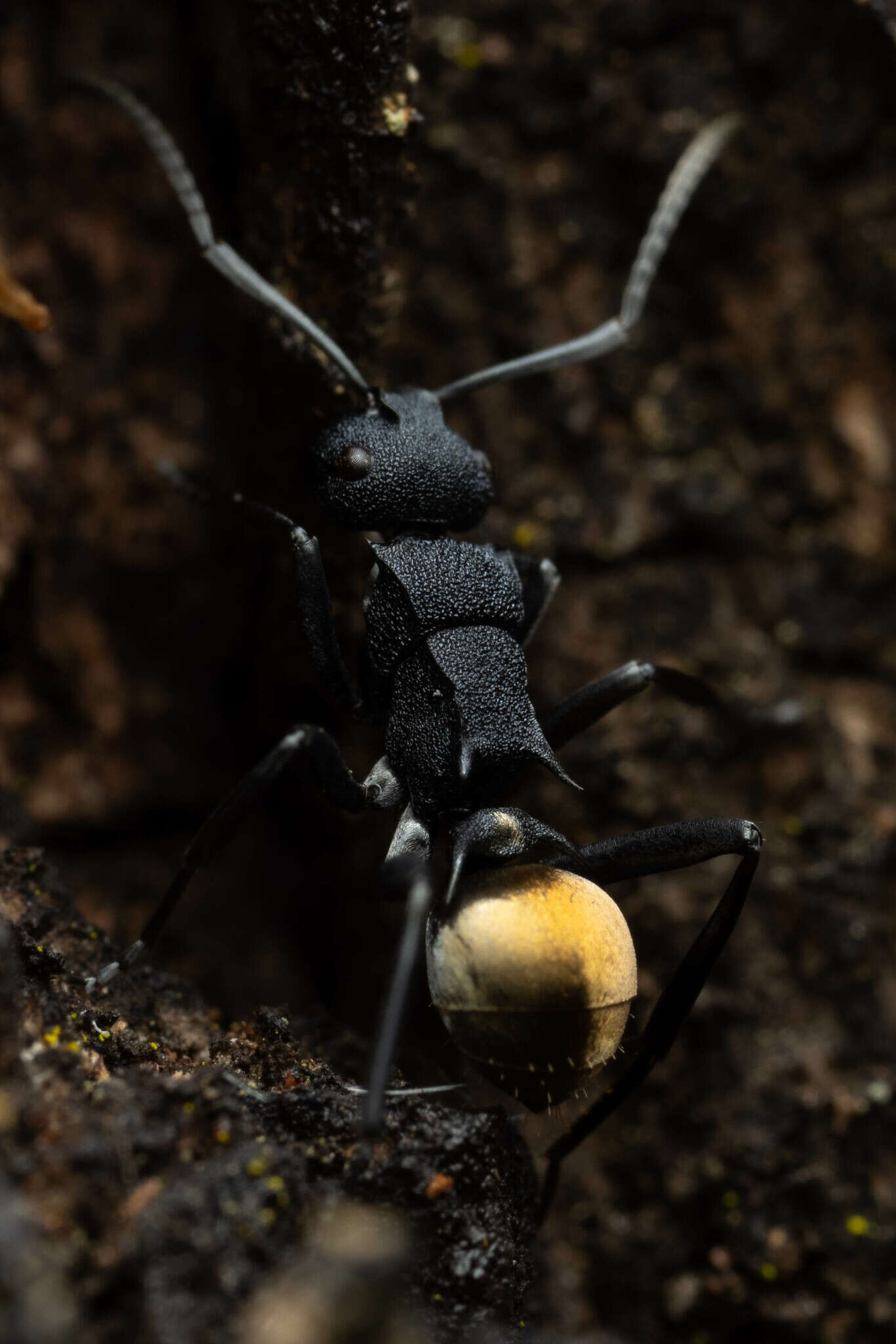 Image de Polyrhachis euterpe Forel 1902