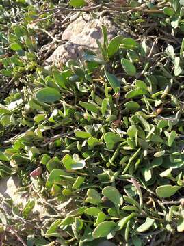 Image of Atriplex verrucifera Bieb.