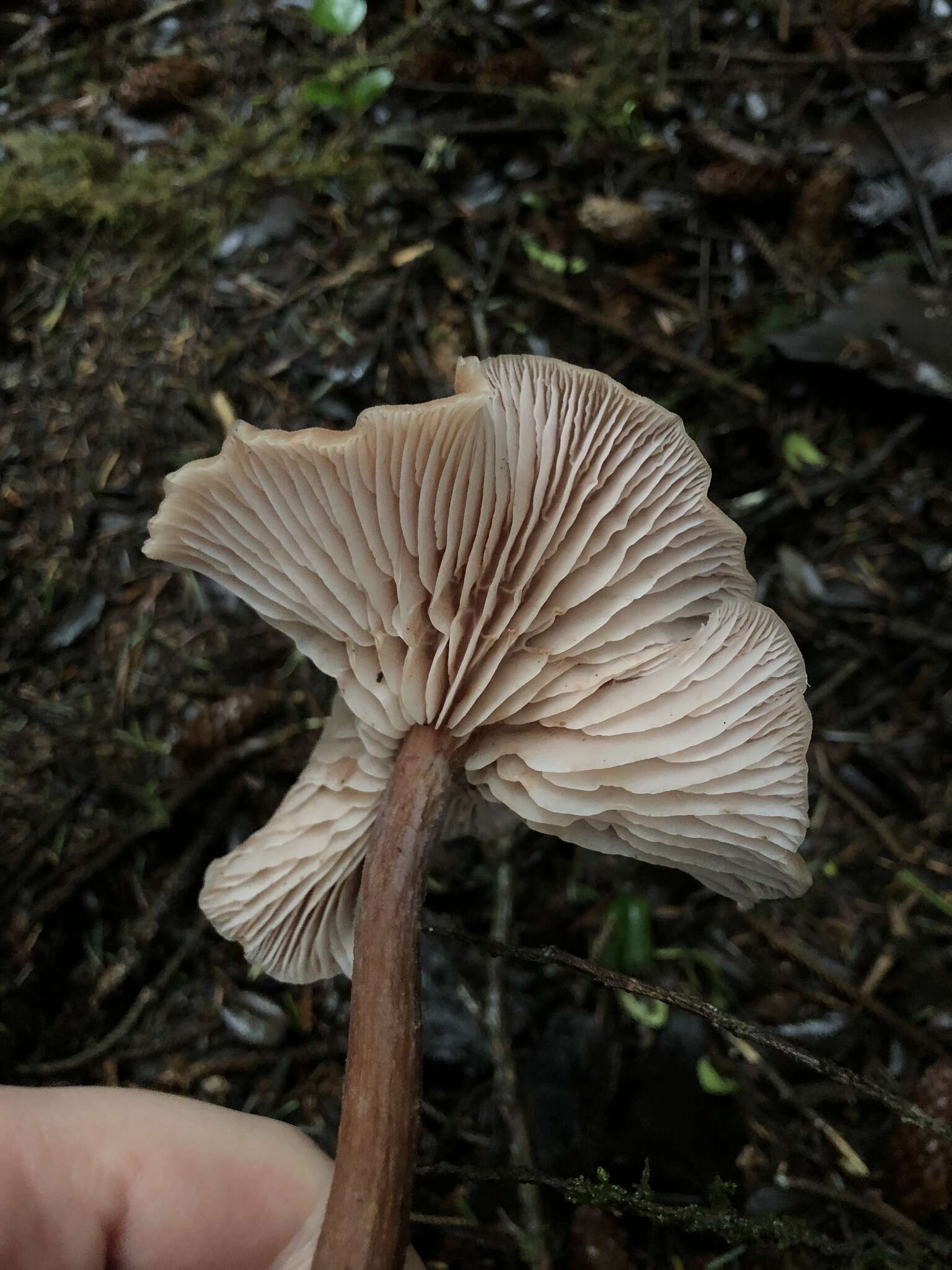 Image of Laccaria nobilis A. H. Sm. 1984