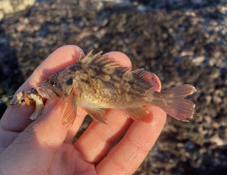 Image of Brown rockfish