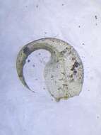 Image of Intermediate Hook-moss