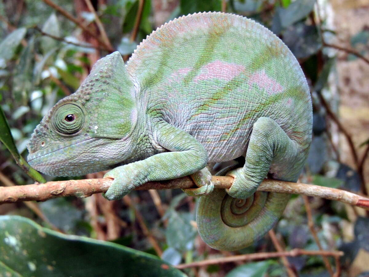 Image of Parson’s chameleon