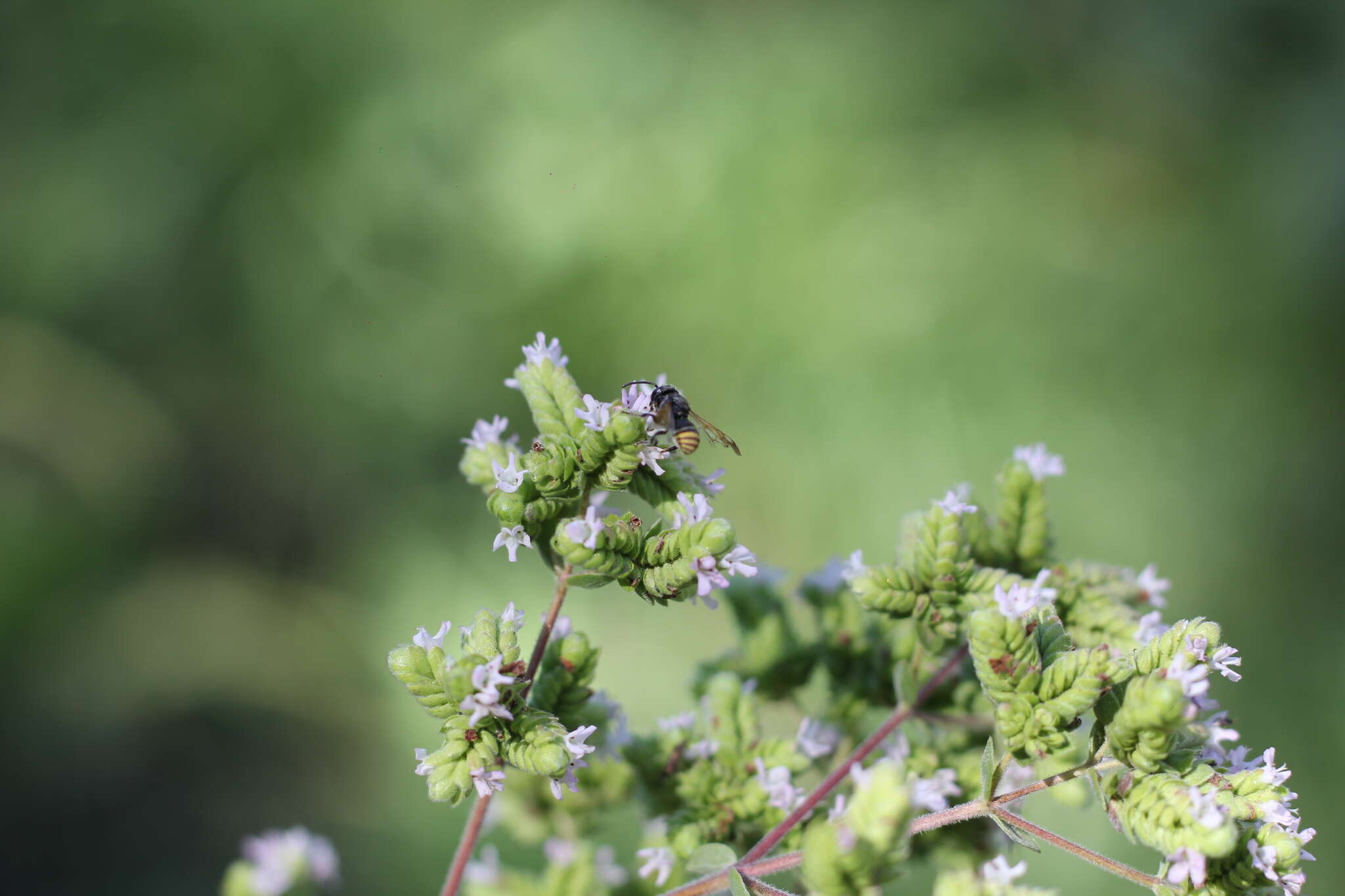 Anthodioctes megachiloides Holmberg 1903的圖片