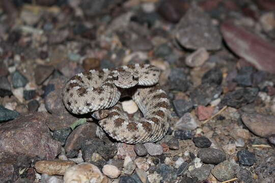 Image of Crotalus cerastes cercobombus Savage & Cliff 1953