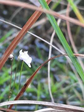 Image de Utricularia caerulea L.