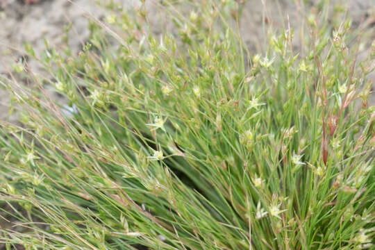 Imagem de Juncus bufonius L.