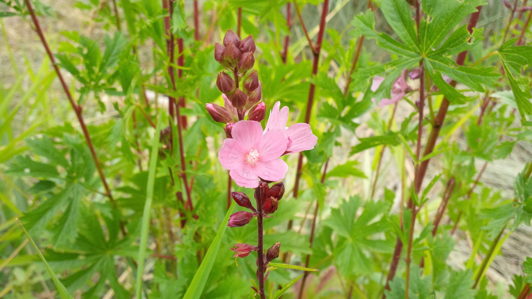 Image of Henderson's Checkerbloom