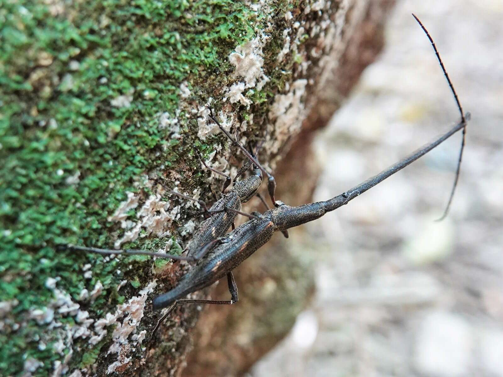 Image of Giraffe weevil