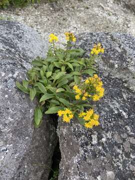 Image of Blue Ridge goldenrod