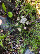 Image of Geyer's biscuitroot