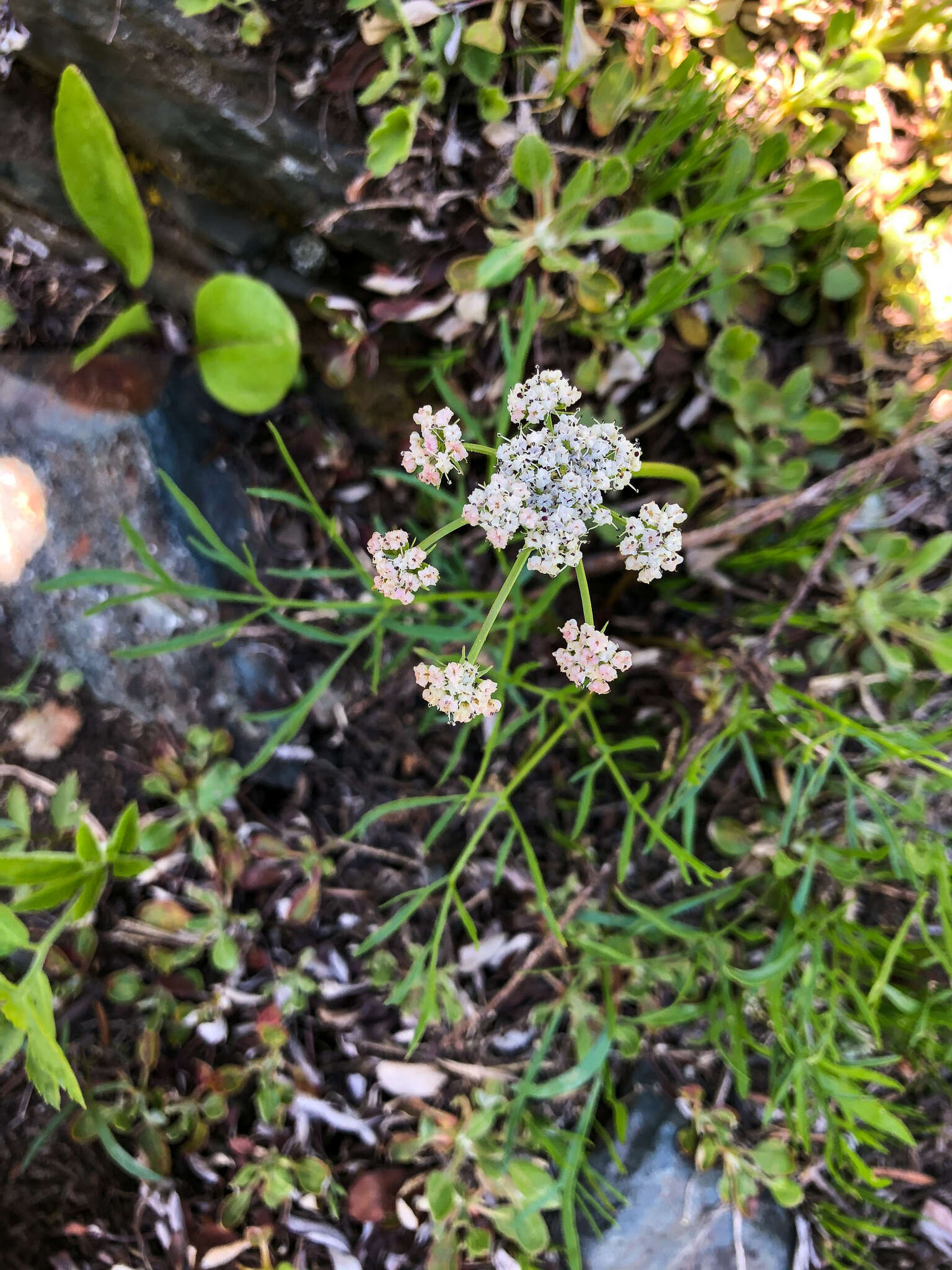 Image of Geyer's biscuitroot