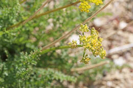 Image of rough desertparsley