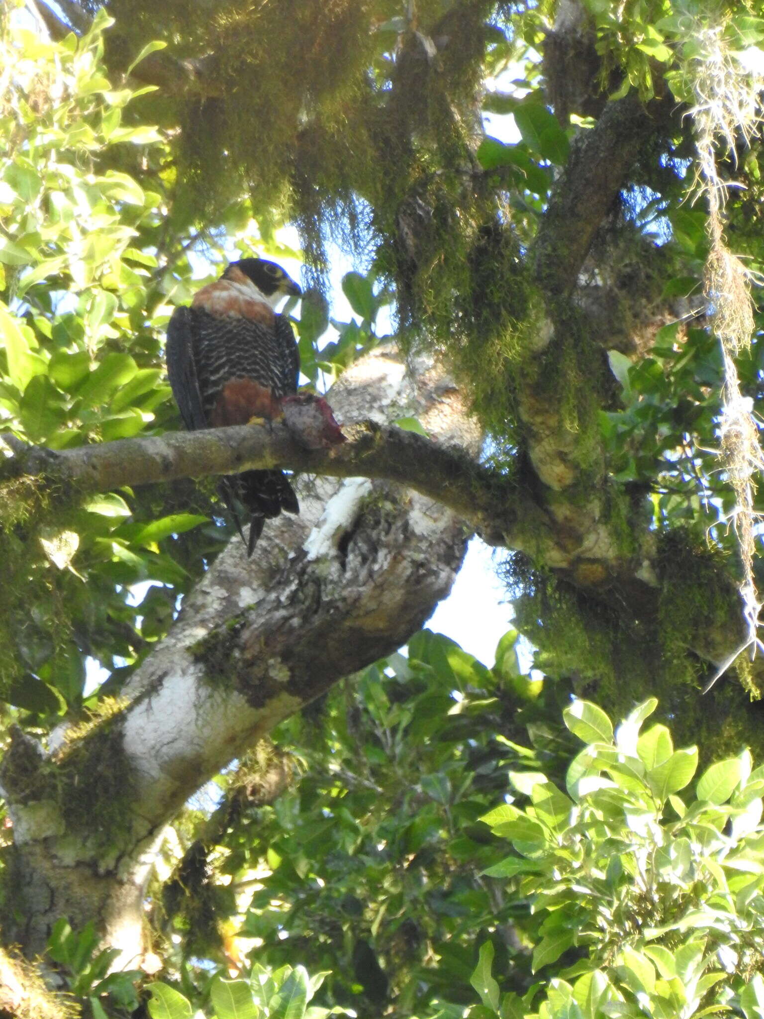 Falco deiroleucus Temminck 1825 resmi