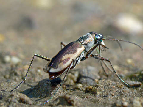 Image of Eunota praetextata praetextata (Le Conte 1854)