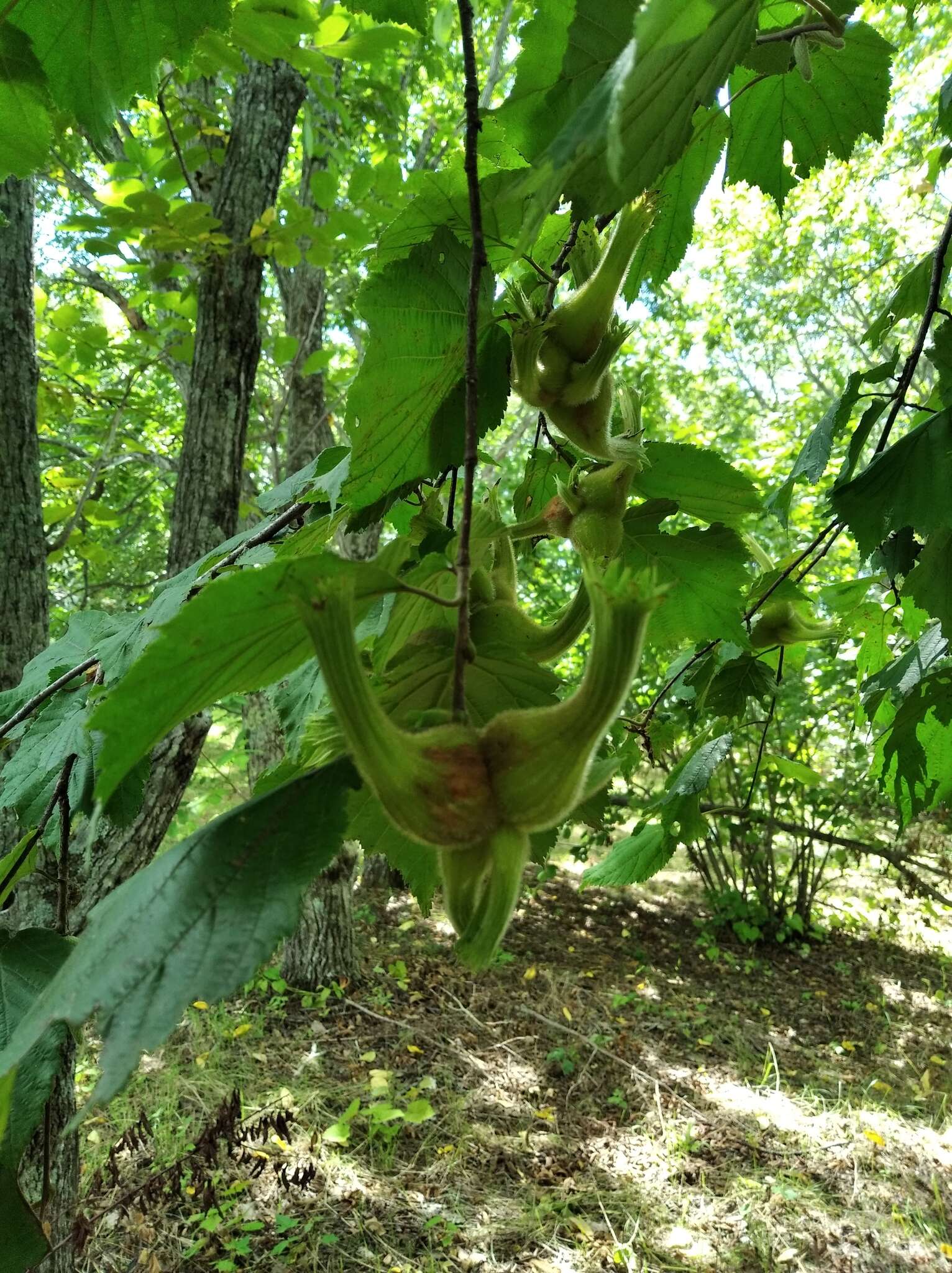 Image of Corylus sieboldiana var. mandshurica (Maxim.) C. K. Schneid.