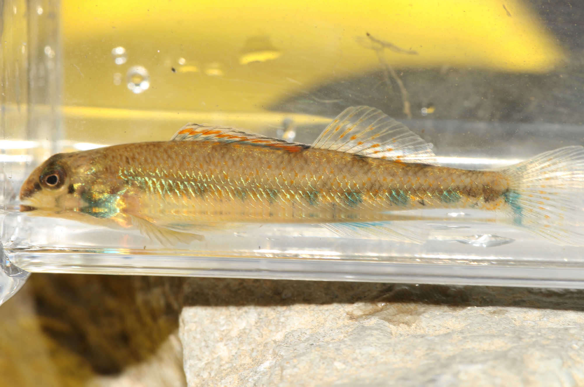 Image of Cumberland darter