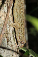 Image of Fish Scale Geckos