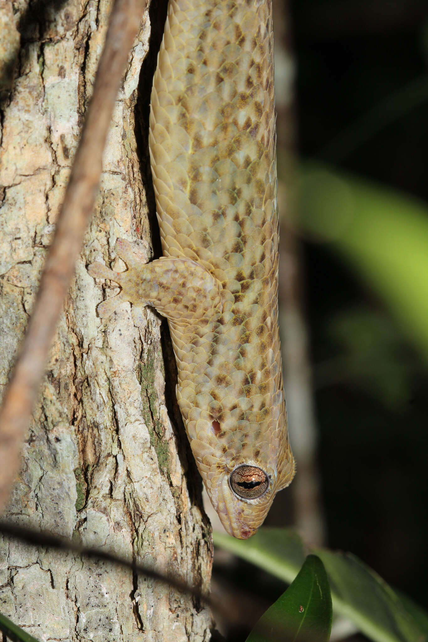 Sivun Geckolepis Grandidier 1867 kuva