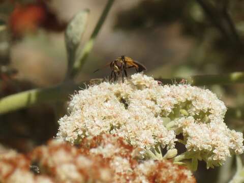 Image of Tachinid fly