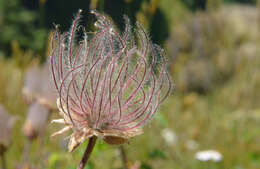 Image of old man's whiskers