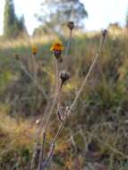 Image de Tridax trilobata (Cav.) Hemsl.