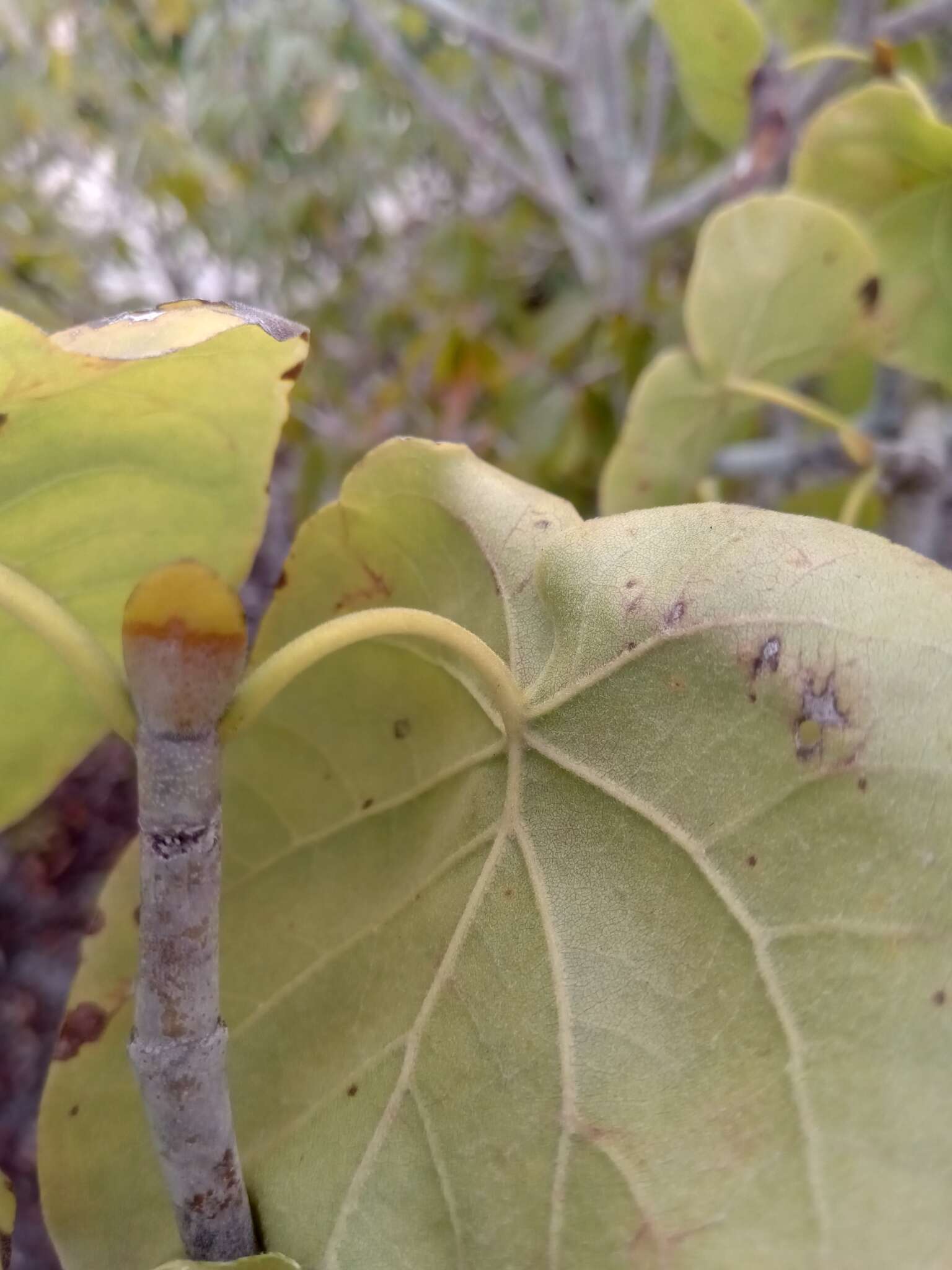 Imagem de Schizenterospermum majungense Homolle ex Arènes