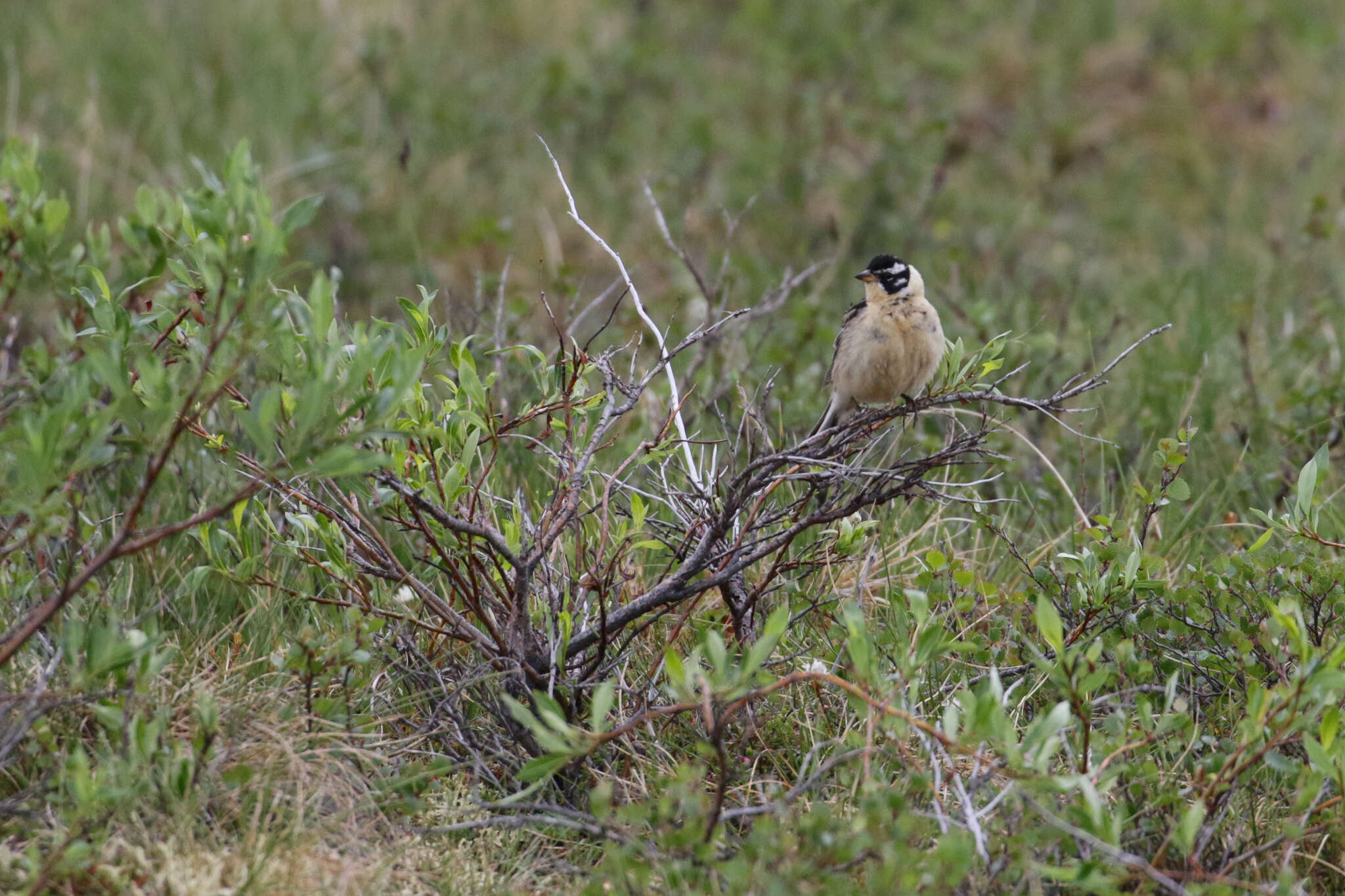 Image of Smith's Longspur