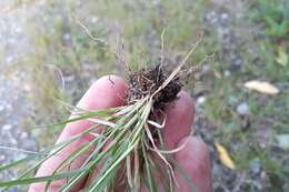 Image of poverty dropseed