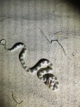 Image of Crowned Leafnose Snake