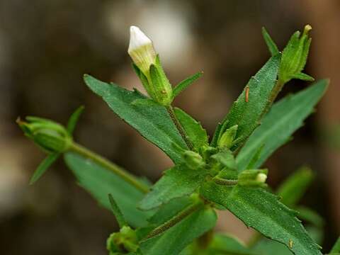 Image of Gratiola pedunculata R. Br.