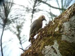 Image of Red-crowned Woodpecker