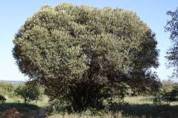 Image de Euclea crispa (Thunb.) Gürke