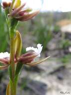 Imagem de Prasophyllum brevilabre (Lindl.) Hook. fil.