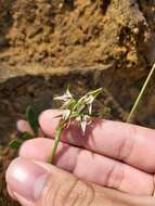 Image of Streaked leek orchid