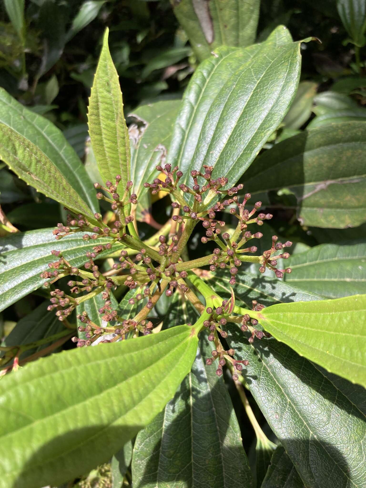 Image de Viburnum davidii Franch.