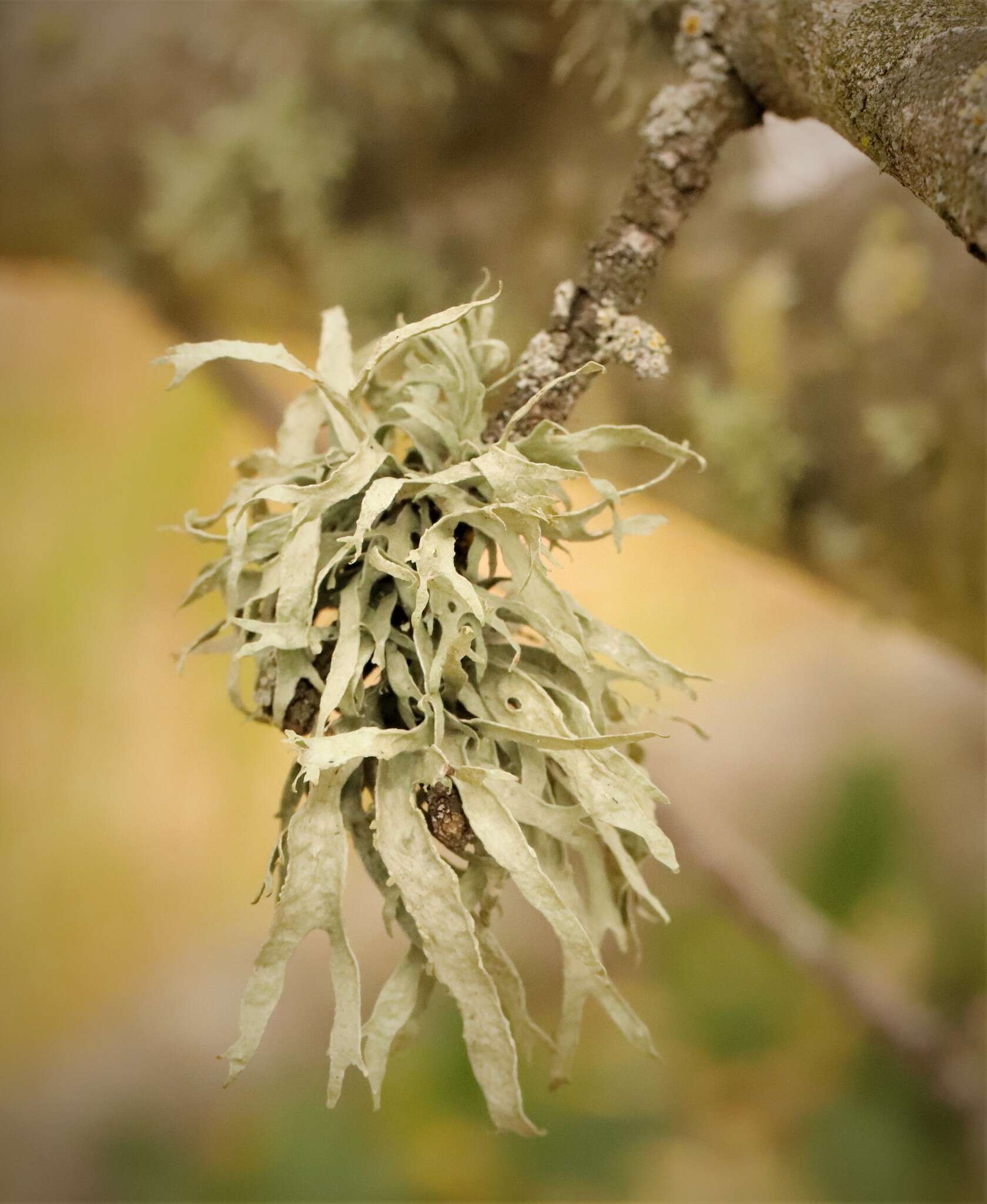 Image of cartilage lichen