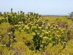 Imagem de Leucadendron muirii Phillips