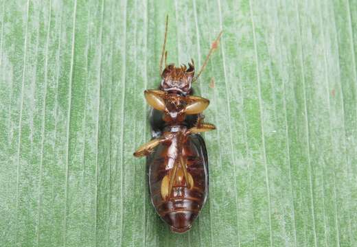 Image of Harpalus (Pseudoophonus) griseus (Panzer 1796)