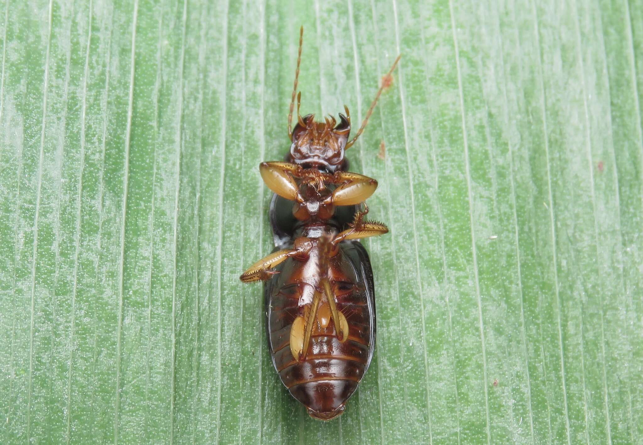 Image de Harpalus (Pseudoophonus) griseus (Panzer 1796)