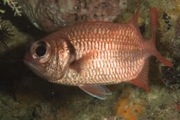 Image of Brick soldierfish