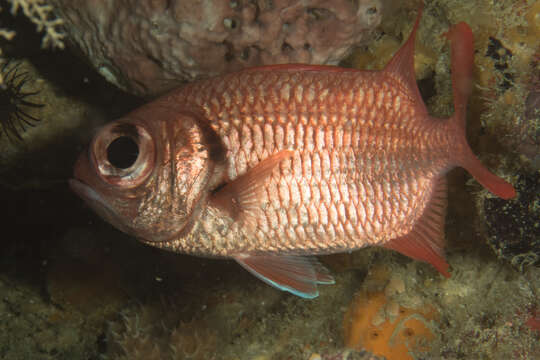 Image of Brick soldierfish