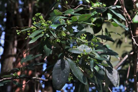 Image of Guioa semiglauca (F. Müll.) Radlk.