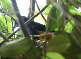 Image of St Lucia Oriole