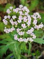 Image of Centranthus calcitrapae (L.) Dufr.