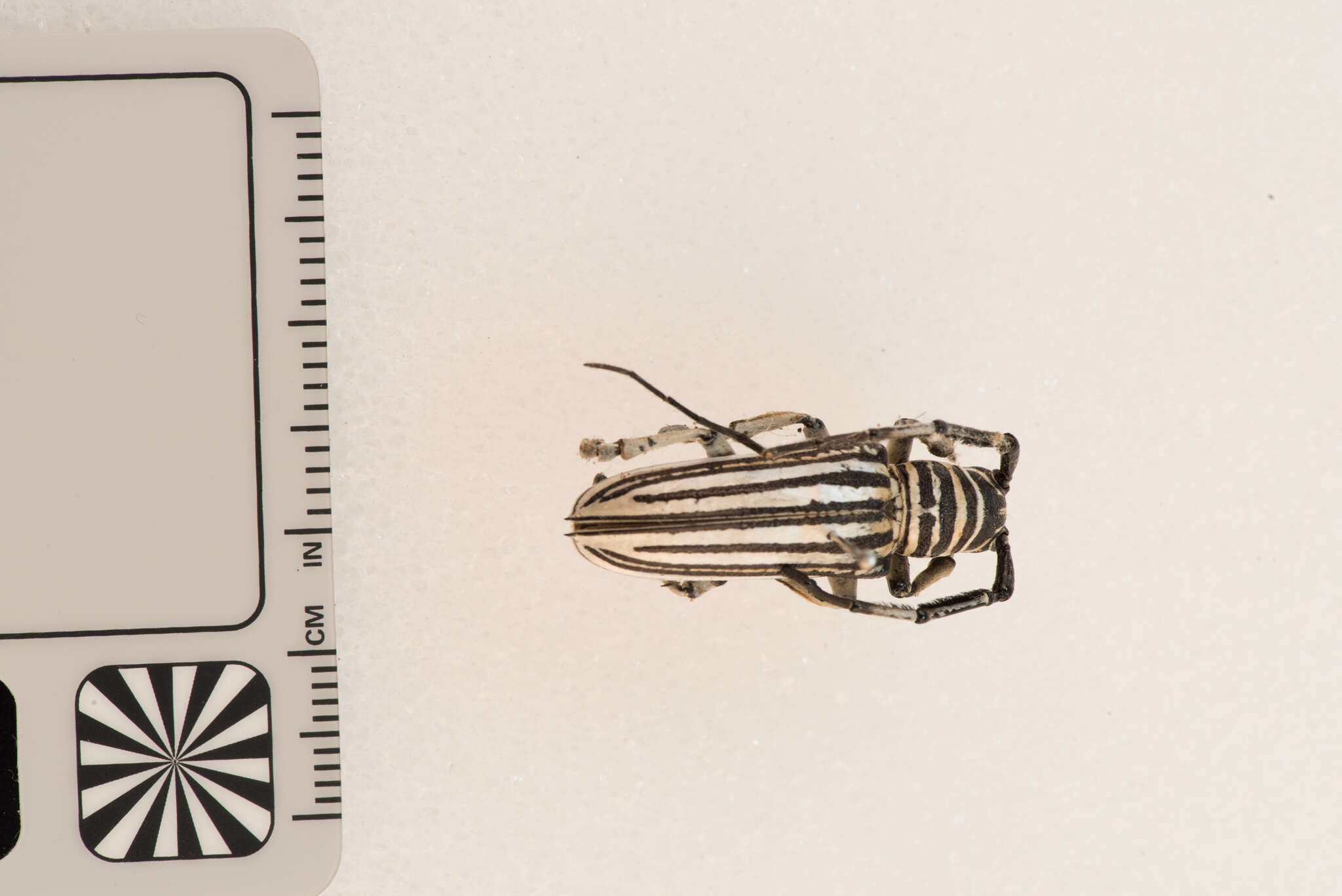 Image of Rhytiphora dallasii Pascoe 1869