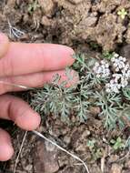 Lomatium canbyi (Coult. & Rose) Coult. & Rose resmi