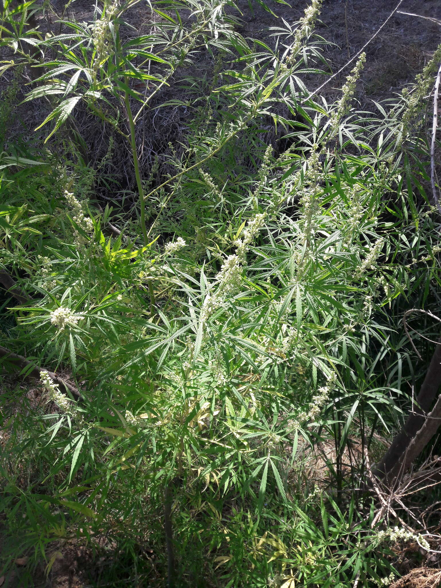 Imagem de Cannabis sativa subsp. indica (Lam.) E. Small & A. Cronquist